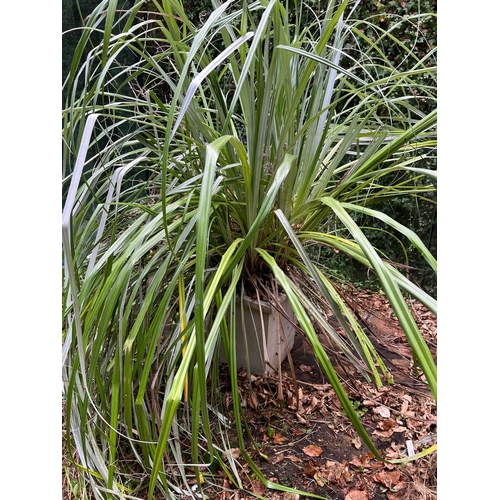 299 - A pair of composite stone planters with reed palm (H47cm Sq43cm)