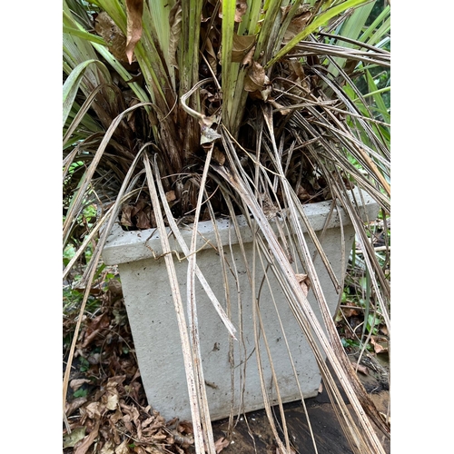 299 - A pair of composite stone planters with reed palm (H47cm Sq43cm)