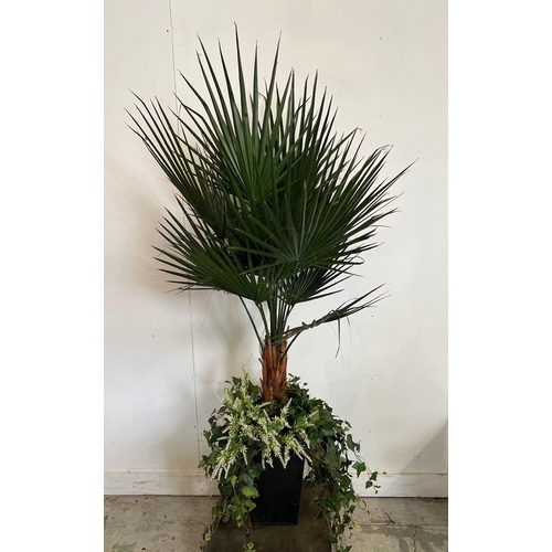 306 - A pair of large artificial palm in a black planter (pot H38cm, total H180cm)