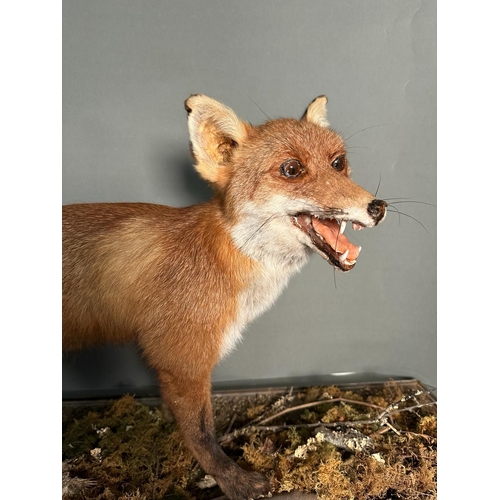 757 - A large cased taxidermy of a fox by G.S Harvey of West Sussex.