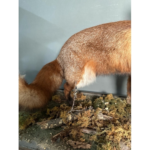 757 - A large cased taxidermy of a fox by G.S Harvey of West Sussex.