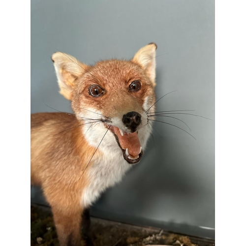 757 - A large cased taxidermy of a fox by G.S Harvey of West Sussex.