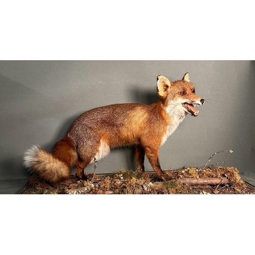 757 - A large cased taxidermy of a fox by G.S Harvey of West Sussex.