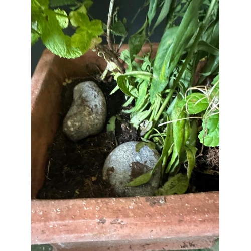 209 - A square terracotta planter with scallop shell handles