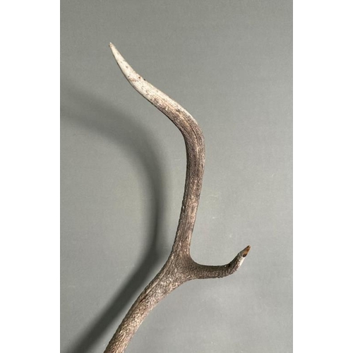 A set of eight point stag antlers from the Balmoral estate mounted on ...