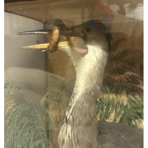 381 - A cased taxidermy of a heron with an eel in its mouth and at its feet and a bird background