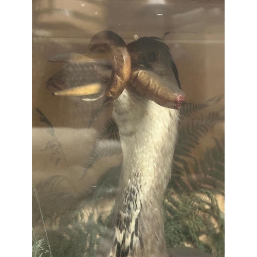 381 - A cased taxidermy of a heron with an eel in its mouth and at its feet and a bird background