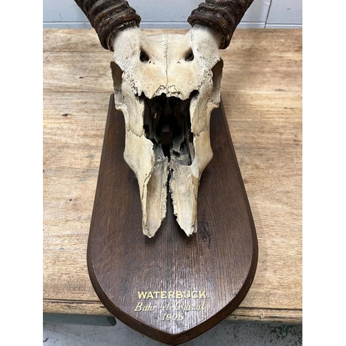 178 - Waterbuck mounted skull and horns (W93cm)