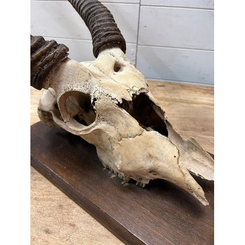 178 - Waterbuck mounted skull and horns (W93cm)