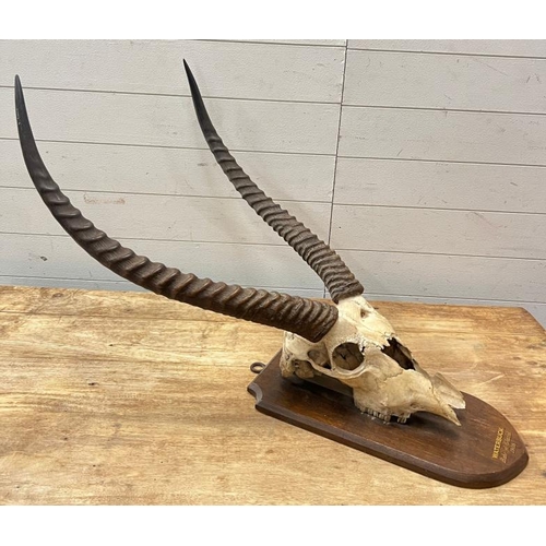 178 - Waterbuck mounted skull and horns (W93cm)