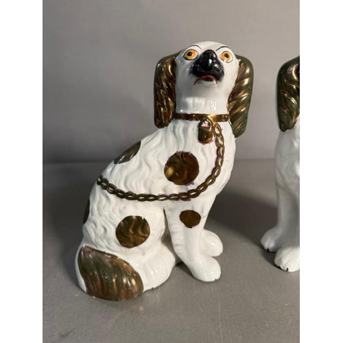 304 - A pair of Staffordshire spaniels in white and gilt green