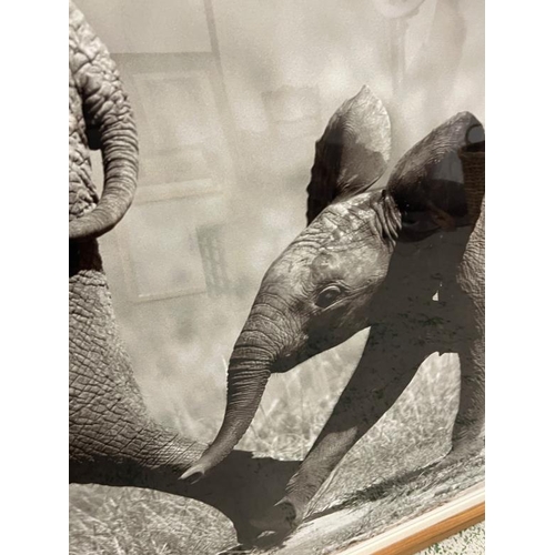 371 - A large black and white print of a baby elephant, framed 125cm x 107cm