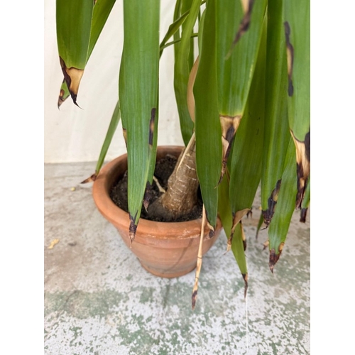 228 - A Yuka plant in a terracotta pot