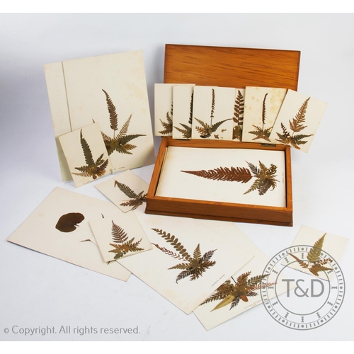 317 - A collection of twenty-six pressed botanical leaf specimens depicting various species of ferns, 26.5... 