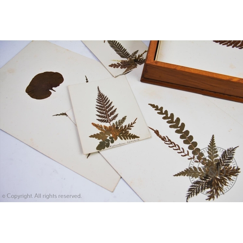 317 - A collection of twenty-six pressed botanical leaf specimens depicting various species of ferns, 26.5... 