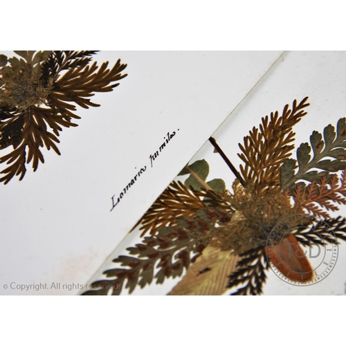 317 - A collection of twenty-six pressed botanical leaf specimens depicting various species of ferns, 26.5... 