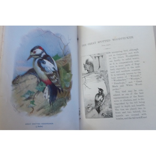 250 - BOWDLER SHARPE (R), LLOYD'S NATURAL HISTORY: A HANDBOOK TO THE BIRDS OF GREAT BRITAIN, 4 vols, 3/4 l... 