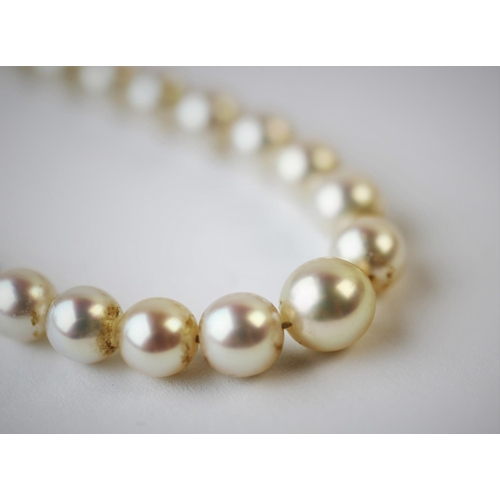 186 - A single strand graduated cultured pearl necklace, with attached white metal clasp stamped '9ct', 43... 