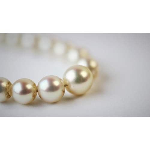 186 - A single strand graduated cultured pearl necklace, with attached white metal clasp stamped '9ct', 43... 