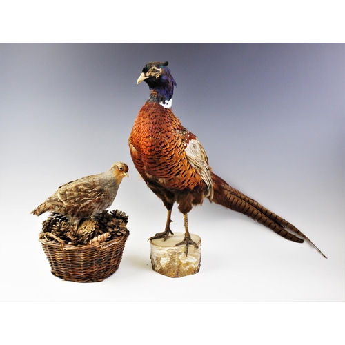 657 - TAXIDERMY: A pheasant modelled standing upon a branch cut wooden plinth base, 52cm high, along with ... 