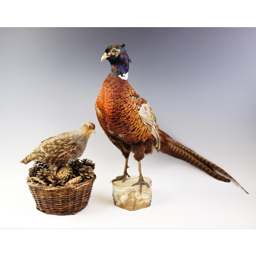 657 - TAXIDERMY: A pheasant modelled standing upon a branch cut wooden plinth base, 52cm high, along with ... 