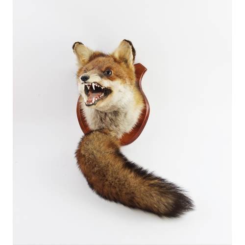 658 - TAXIDERMY: A fox mask and brush, the fox modelled with teeth bared, mounted on a shaped wooden shiel... 