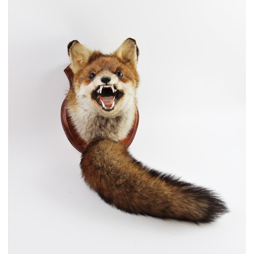 658 - TAXIDERMY: A fox mask and brush, the fox modelled with teeth bared, mounted on a shaped wooden shiel... 