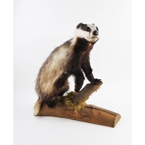 658 - TAXIDERMY: A fox mask and brush, the fox modelled with teeth bared, mounted on a shaped wooden shiel... 