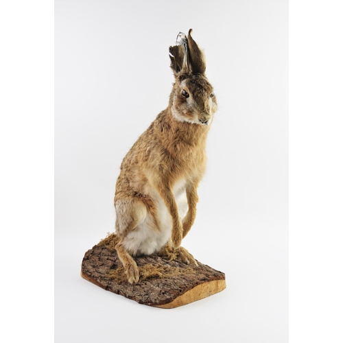 658 - TAXIDERMY: A fox mask and brush, the fox modelled with teeth bared, mounted on a shaped wooden shiel... 