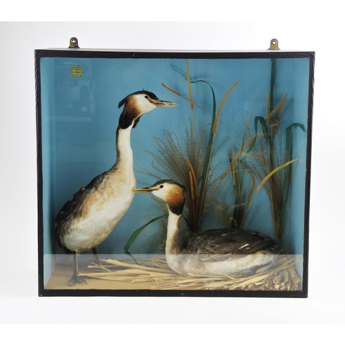 659 - TAXIDERMY: A cased pair of grebes, the male modelled standing on a naturalistic sandy ground, the fe... 