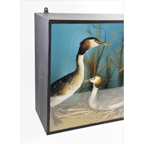 659 - TAXIDERMY: A cased pair of grebes, the male modelled standing on a naturalistic sandy ground, the fe... 