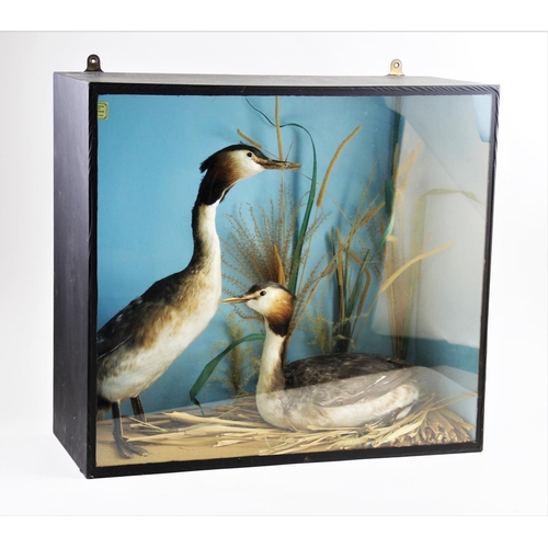 659 - TAXIDERMY: A cased pair of grebes, the male modelled standing on a naturalistic sandy ground, the fe... 