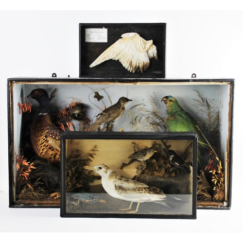 661 - TAXIDERMY: A cased pigeon's wing, mounted as a dissection study, the bones and feathers indexed to a... 