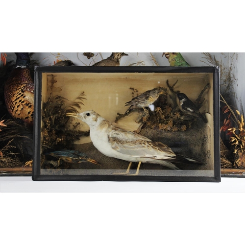 661 - TAXIDERMY: A cased pigeon's wing, mounted as a dissection study, the bones and feathers indexed to a... 