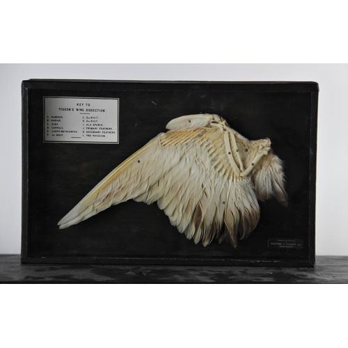 661 - TAXIDERMY: A cased pigeon's wing, mounted as a dissection study, the bones and feathers indexed to a... 