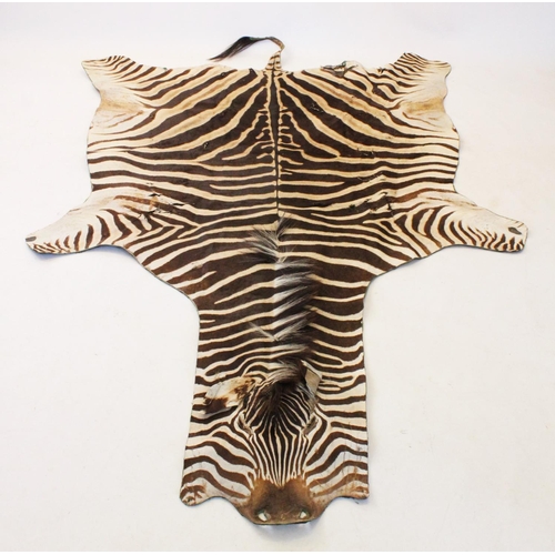 660 - TAXIDERMY: A large Zebra skin, featuring mane and tail,  270cm x 190cm approx (at fault)