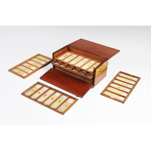 306 - A collection of sixty six microscope slides, to include examples hand labelled 'Tongue', 'Epiglottis... 