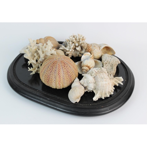 362 - A large clam shell, 23cm wide, two large conch shells, each approximately 22cm wide, with a collecti... 