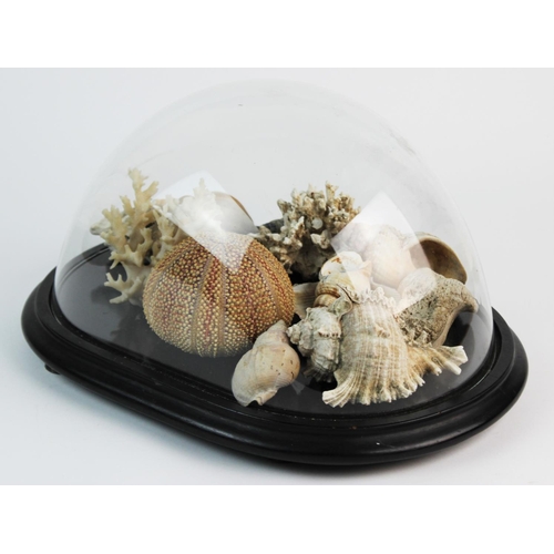 362 - A large clam shell, 23cm wide, two large conch shells, each approximately 22cm wide, with a collecti... 