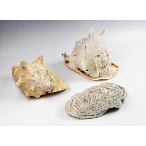 362 - A large clam shell, 23cm wide, two large conch shells, each approximately 22cm wide, with a collecti... 