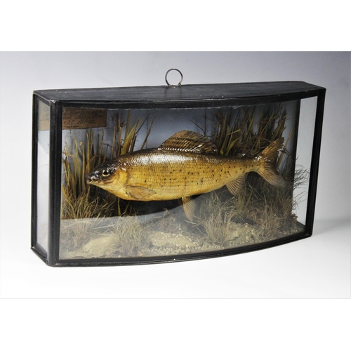 404 - TAXIDERMY:  A cased and mounted Grayling weighing 15 1/4oz, caught by Jabez Fletcher in the River Vy... 