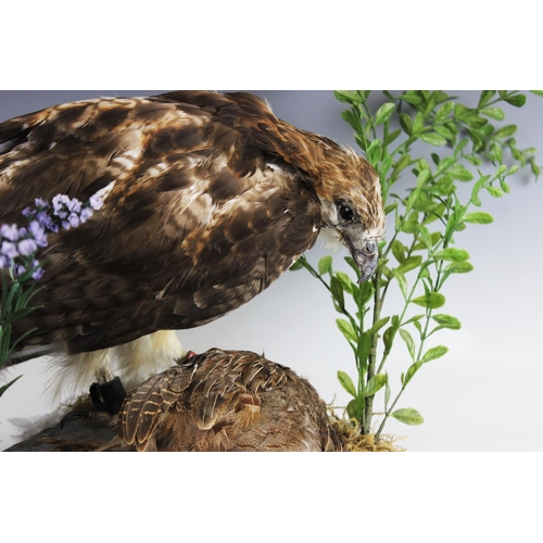 406 - TAXIDERMY: A red tail hawk, modelled standing over a partridge kill on a naturalistic rocky outcrop ... 