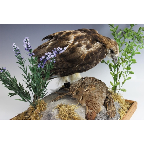 406 - TAXIDERMY: A red tail hawk, modelled standing over a partridge kill on a naturalistic rocky outcrop ... 