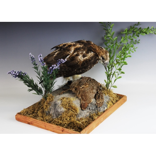 406 - TAXIDERMY: A red tail hawk, modelled standing over a partridge kill on a naturalistic rocky outcrop ... 