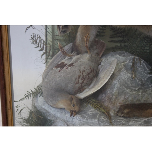 407 - TAXIDERMY: A cased taxidermy fox modelled seated and snarling over a game bird kill, set to a natura... 