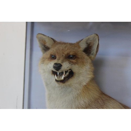 407 - TAXIDERMY: A cased taxidermy fox modelled seated and snarling over a game bird kill, set to a natura... 