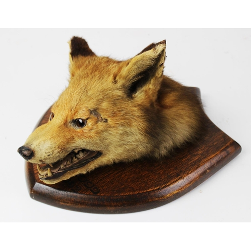 409 - TAXIDERMY: A fox mask, early 20th century, modelled facing down with jaws open, set to a shaped oak ... 