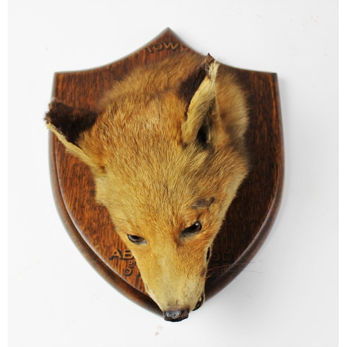 409 - TAXIDERMY: A fox mask, early 20th century, modelled facing down with jaws open, set to a shaped oak ... 