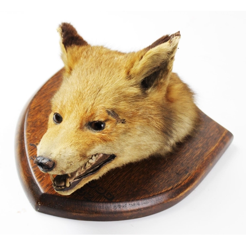 409 - TAXIDERMY: A fox mask, early 20th century, modelled facing down with jaws open, set to a shaped oak ... 