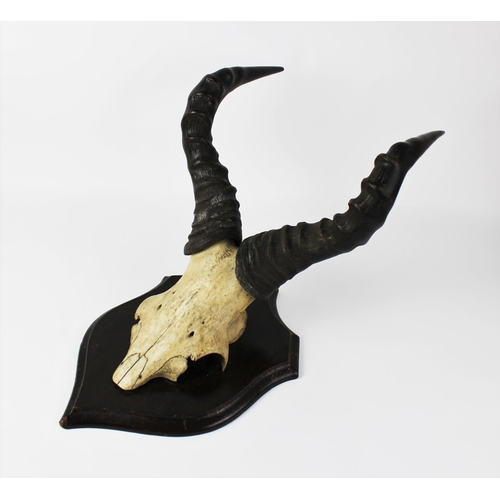 410 - TAXIDERMY: A mounted hartebeest cut upper skull and horns, late 19th century, set to a shaped oak sh... 